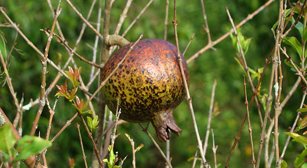 Atenção aos Sinais do Corpo: Quando a Romã Não é Suficiente - inspiração 1