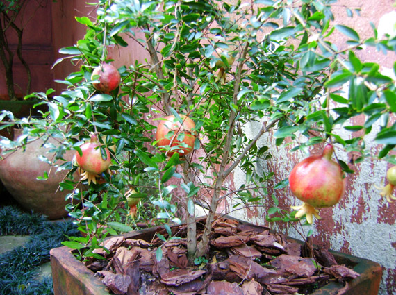 Xarope Caseiro de Romã: Doce e Eficaz - inspiração 3