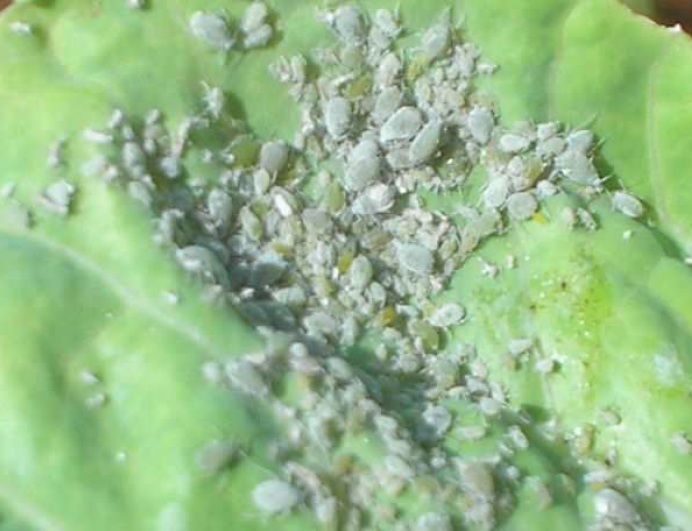 Dica #1: Calda de Detergente Neutro – Receita e Aplicação Sem Erro - inspiração 2