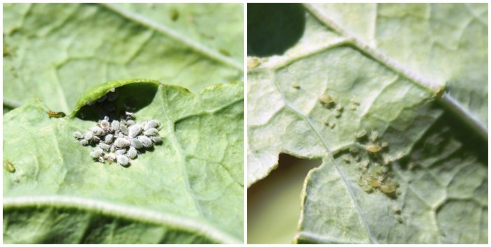 Dica #10: Seja Persistente – Repita a Aplicação Semanalmente - inspiração 1