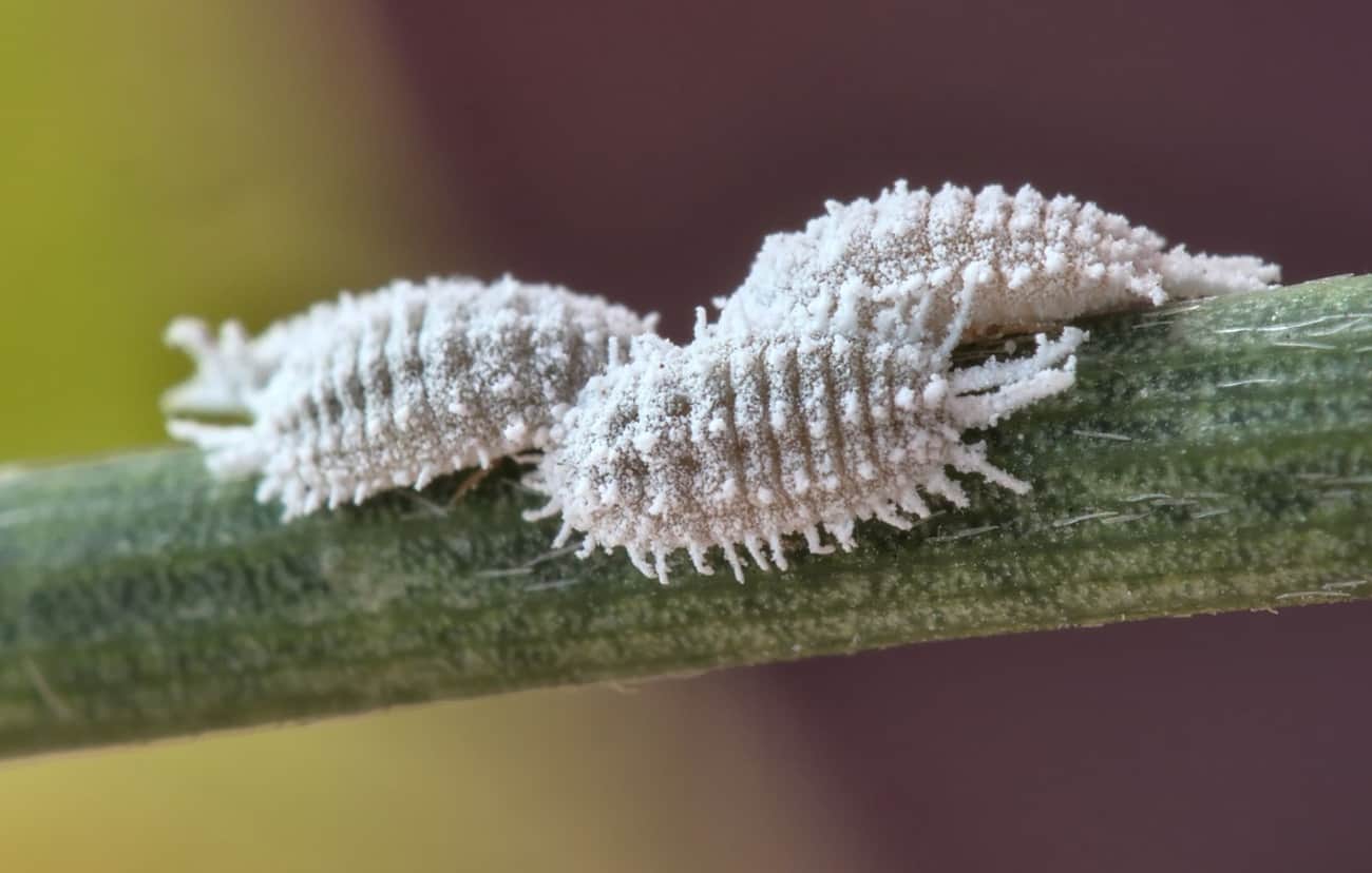 Dica #10: Seja Persistente – Repita a Aplicação Semanalmente - inspiração 2