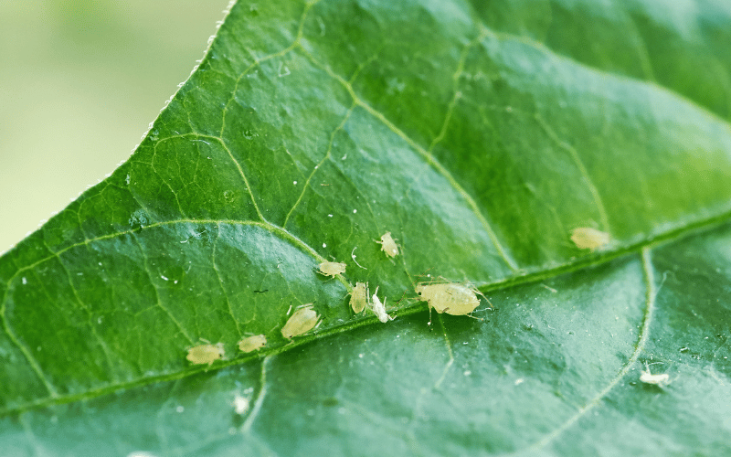 Dica #2: Vinagre na Medida Certa – A Solução Ácida que Detesta Pulgões - inspiração 3