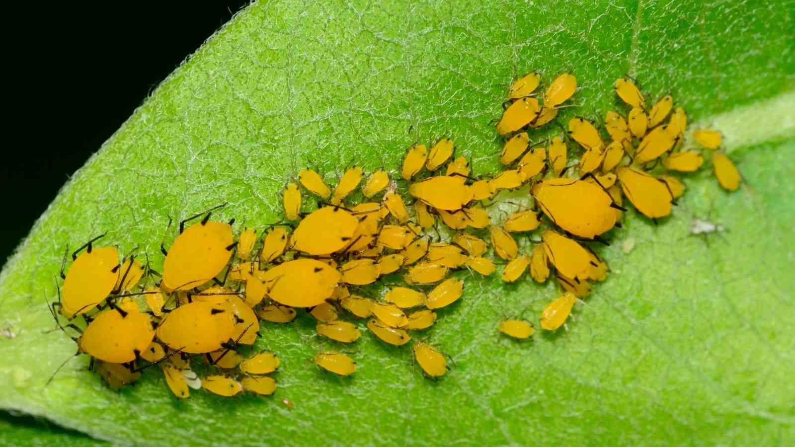 Dica #3: Cotonete Mágico – Remova Pulgões Manualmente com Álcool - inspiração 2