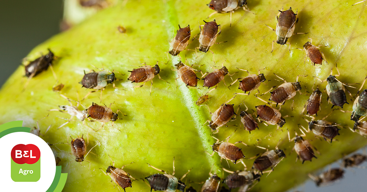 Dica #4: Óleo de Neem – O Inimigo Natural N°1 dos Pulgões - inspiração 3