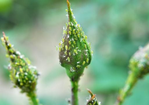 Dica #6: Identifique os Primeiros Sinais – Pulgões Atacam os Brotos! - inspiração 2