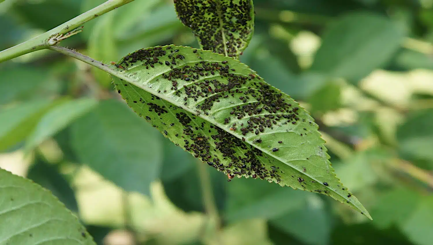 Dica #7: Cuidado com as Formigas – Elas Protegem os Pulgões! - inspiração 3