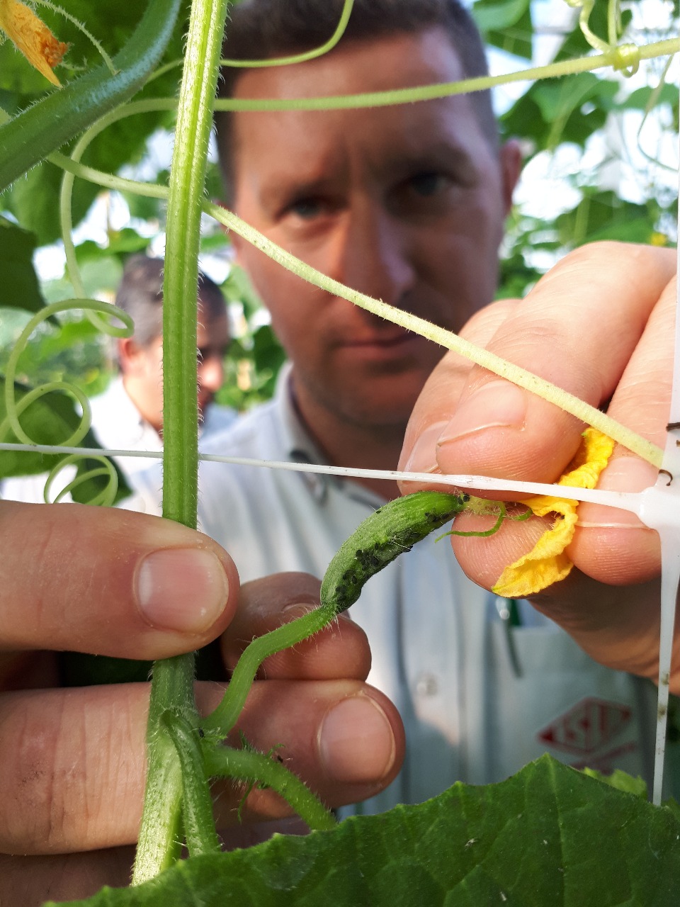 Dica #8: Atenção ao Adubo – Excesso de Nitrogênio Atrai Pragas - inspiração 1