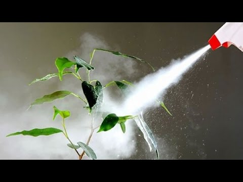 Dica #8: Atenção ao Adubo – Excesso de Nitrogênio Atrai Pragas - inspiração 2