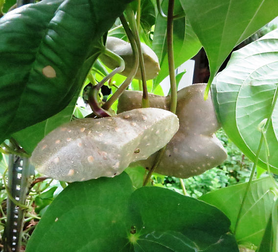 Combinações Perfeitas: Como Servir Seu Cará-Moela para Encantar a Todos - inspiração 1