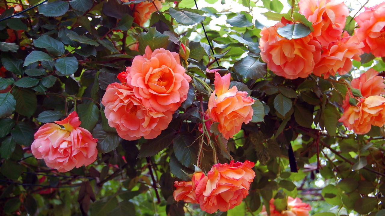 Dica de Ouro: Protegendo Suas Rosas de Condições Climáticas Extremas - inspiração 3