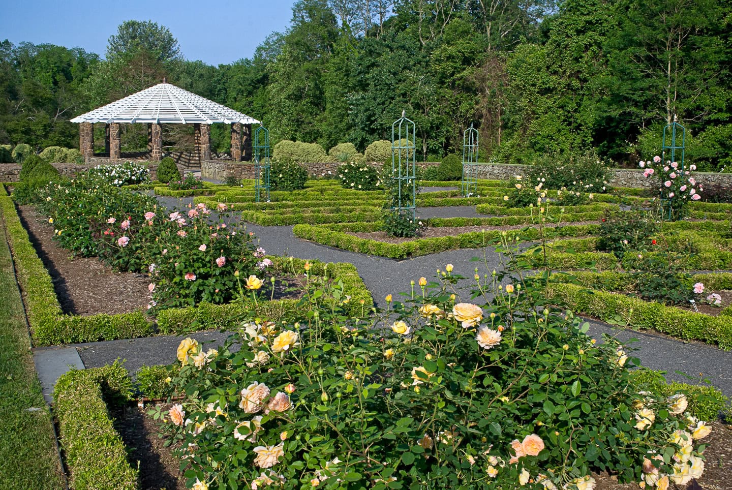 Poda Essencial: O Corte Certo Que Estimula a Floração - inspiração 3