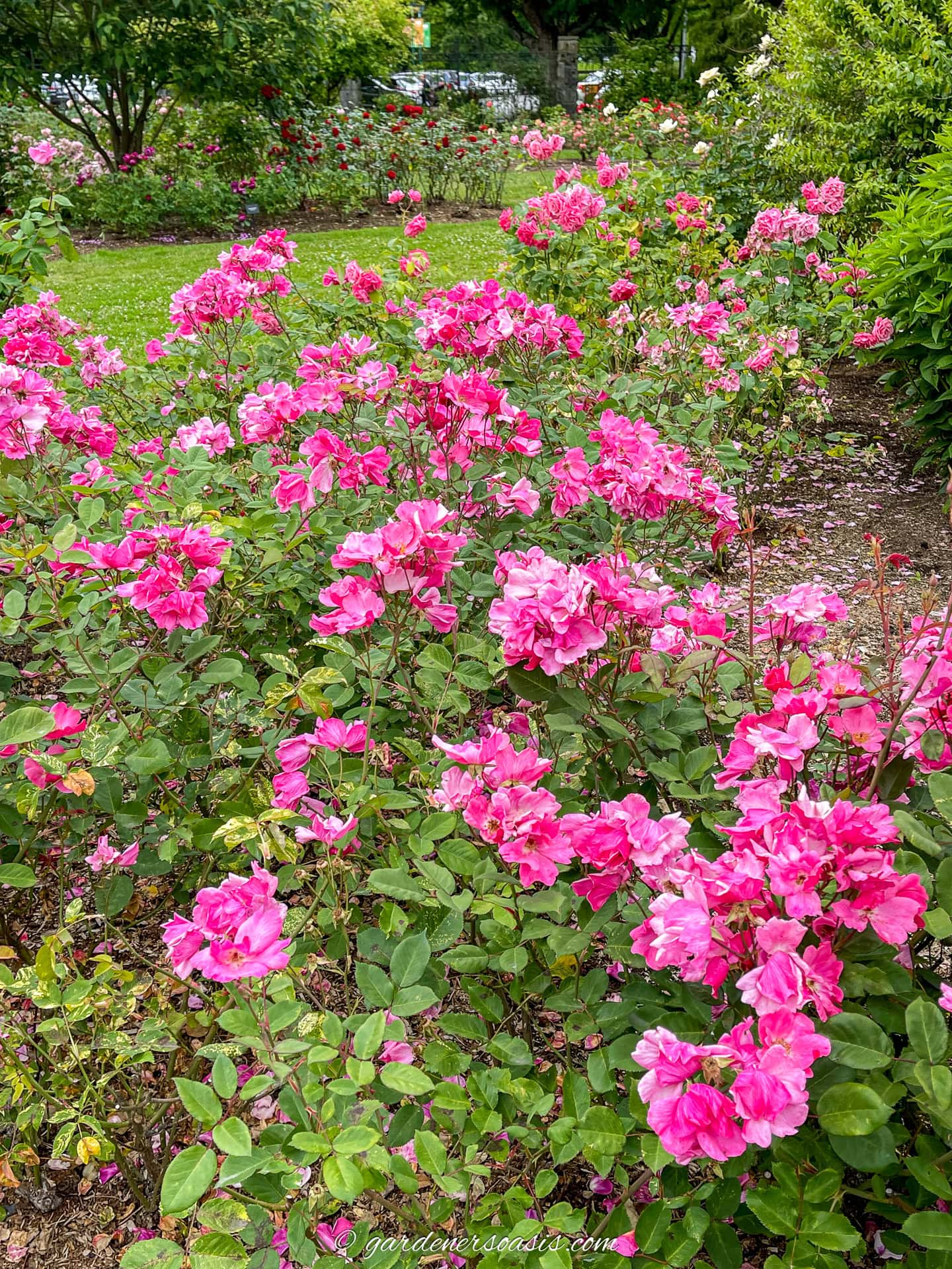 Identificando e Prevenindo Pragas Comuns: Dicas de Proteção Natural - inspiração 3