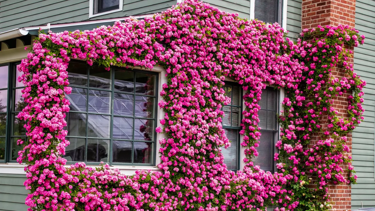 Manejo de Doenças: Soluções Práticas Para Manter Suas Rosas Saudáveis - inspiração 3