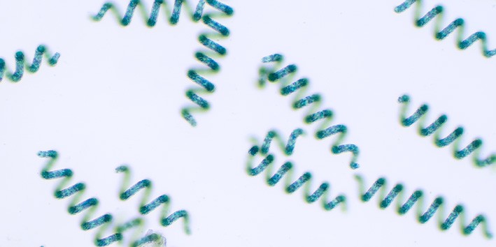 Solução prática: Como incorporar a Spirulina na sua alimentação diária - inspiração 1