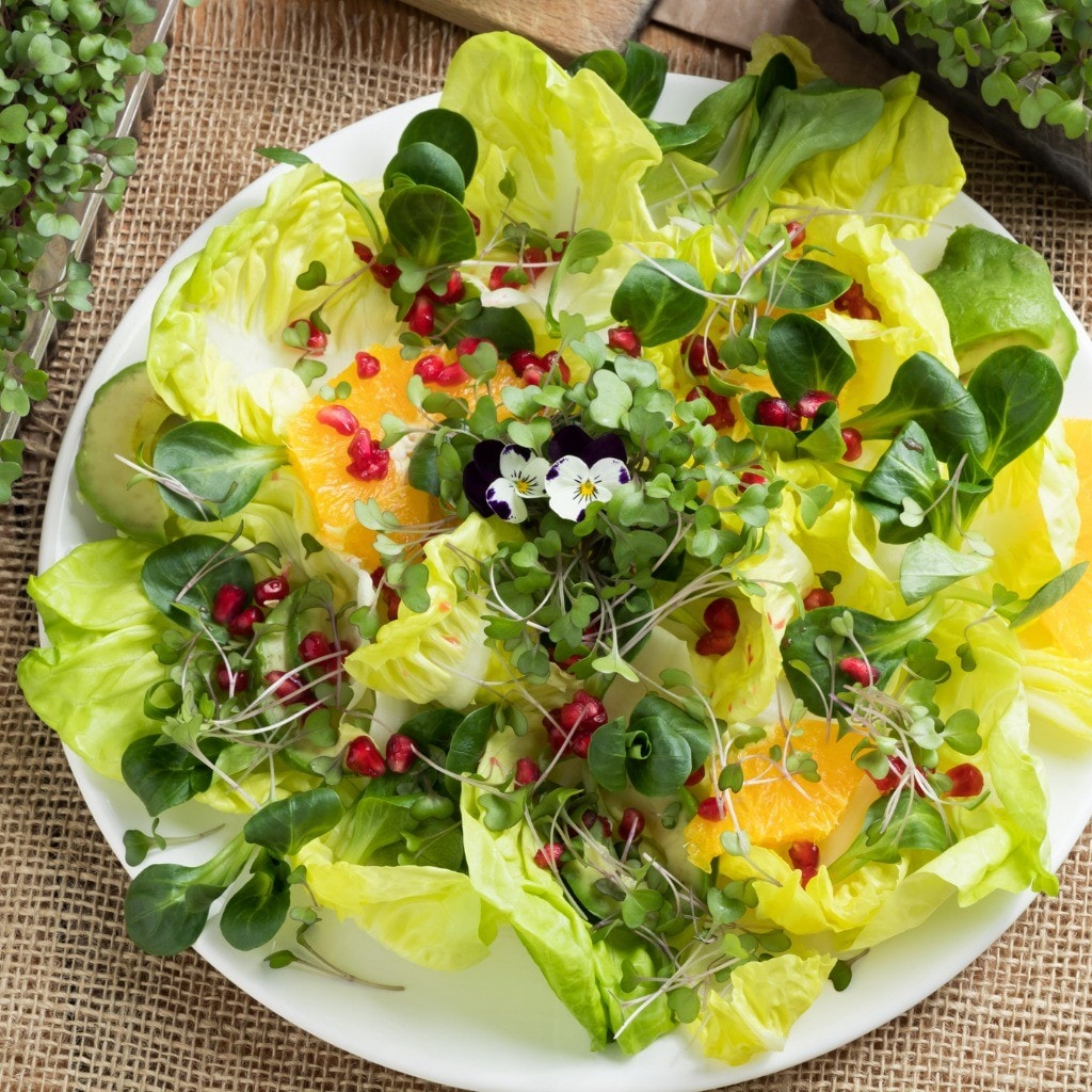 Dominando a Crocância: Como a Alface Crespa Anima Suas Saladas e Sanduíches - inspiração 2