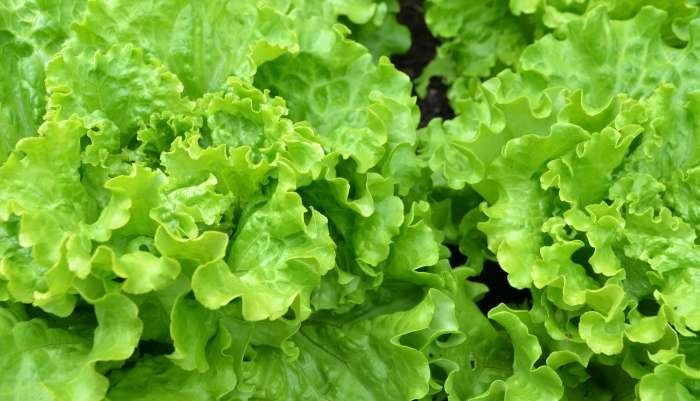 Frescor Garantido: Dicas Práticas do Especialista para Escolher e Guardar Sua Alface - inspiração 3