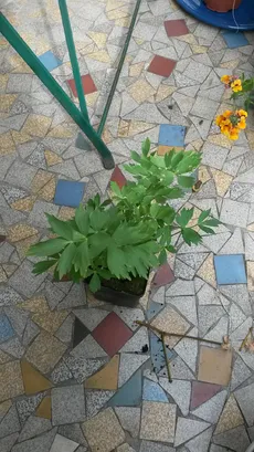 Frescor Inesperado: Levístico como Desodorizante Natural e Antioxidante - inspiração 2