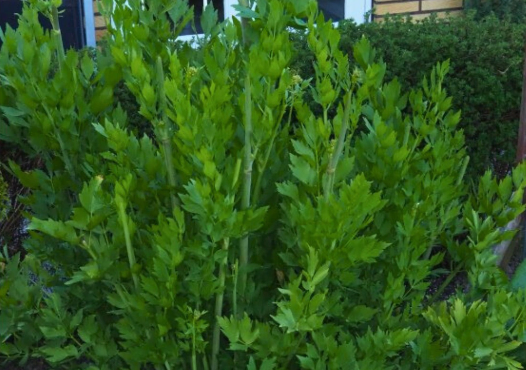 Frescor Inesperado: Levístico como Desodorizante Natural e Antioxidante - inspiração 3