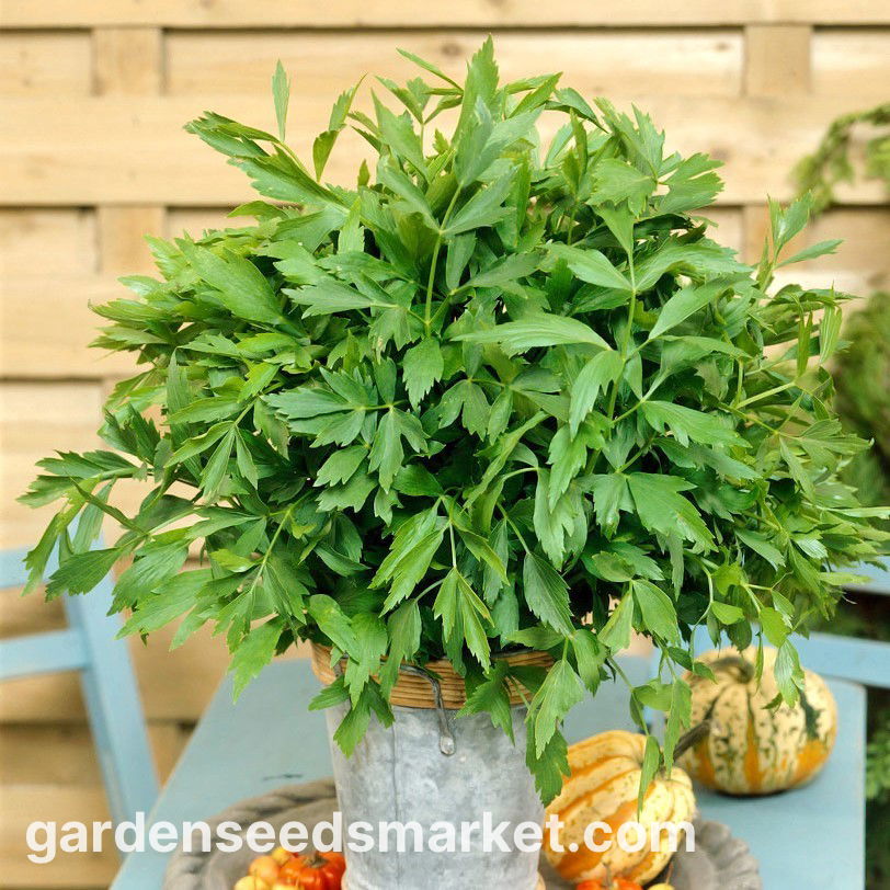 Pães e Biscoitos Aromáticos: O Segredo das Sementes do Levístico - inspiração 2