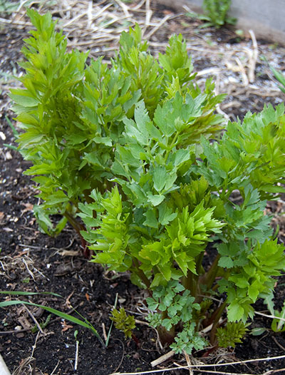 Digestão Leve e Feliz: Chás de Levístico para o Conforto Abdominal - inspiração 2