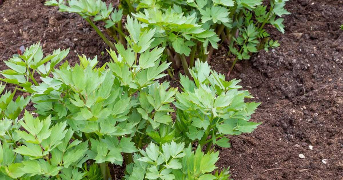 Detox Natural: O Poder Diurético do Levístico Contra a Retenção de Líquidos - inspiração 1