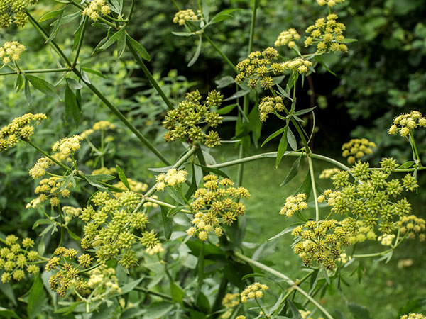 Respirar Aliviado: Infusões de Levístico para Vias Respiratórias Saudáveis - inspiração 1