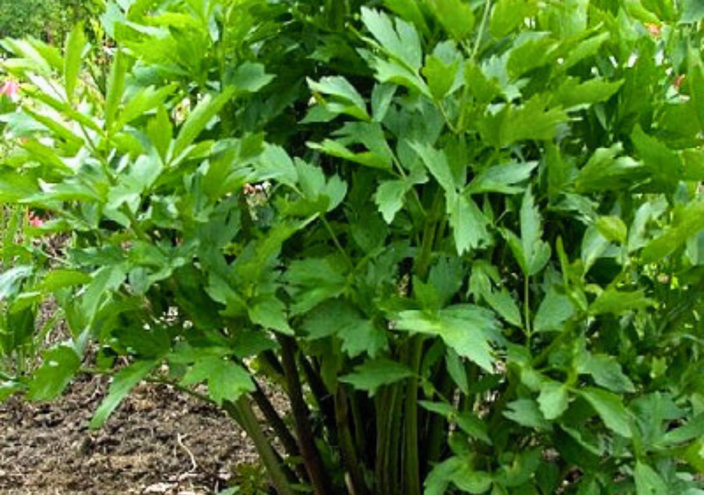 Respirar Aliviado: Infusões de Levístico para Vias Respiratórias Saudáveis - inspiração 2