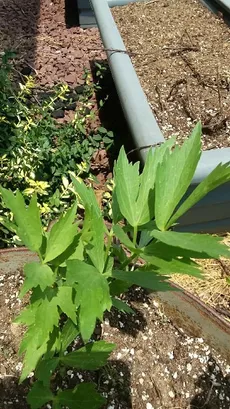 Pele Radiante: Benefícios do Levístico no Cuidado Dermatológico - inspiração 1