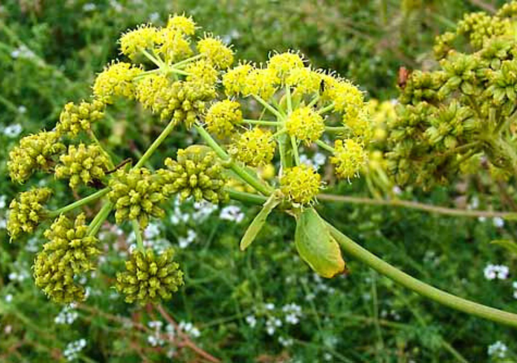 Pele Radiante: Benefícios do Levístico no Cuidado Dermatológico - inspiração 2