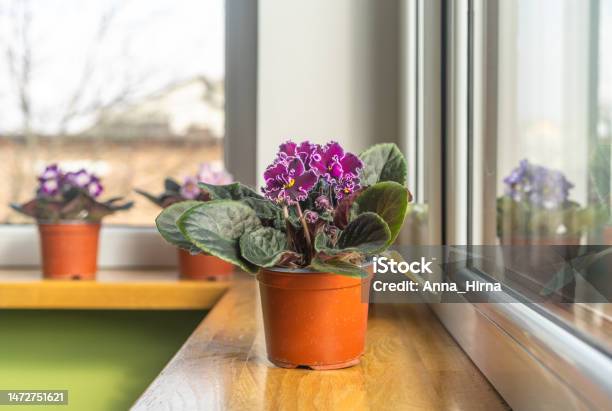 Busque o Autoconhecimento: A Chave para a Evolução Espiritual - inspiração 1