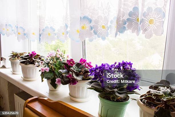 Abrace a Continuidade da Vida: Lições da Colônia São Sebastião - inspiração 1