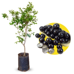 Identificando o Ponto Ideal de Maturação: Do Verde ao Roxo Escuro - inspiração 2