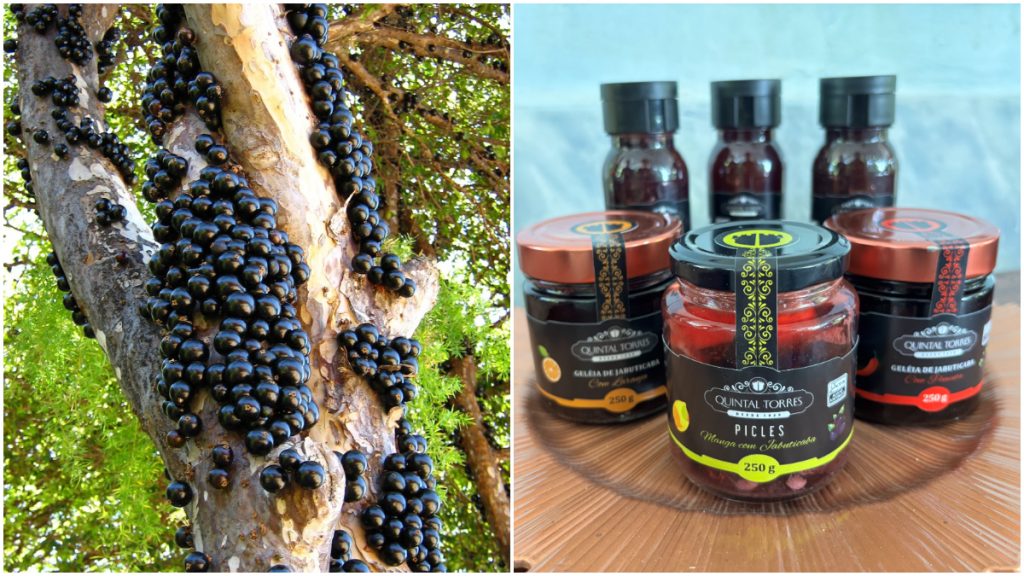 Identificando o Ponto Ideal de Maturação: Do Verde ao Roxo Escuro - inspiração 3