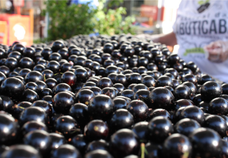 Aproveitamento Total: Ideias Criativas para Usar Jabuticabas Maduras Demais - inspiração 1