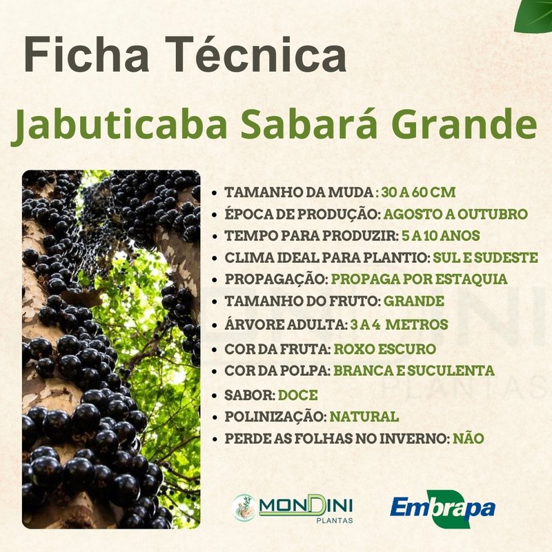 Aproveitamento Total: Ideias Criativas para Usar Jabuticabas Maduras Demais - inspiração 2