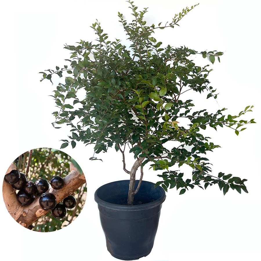 Jabuticaba na Cozinha: Receitas Incríveis e Fáceis de Fazer - inspiração 1