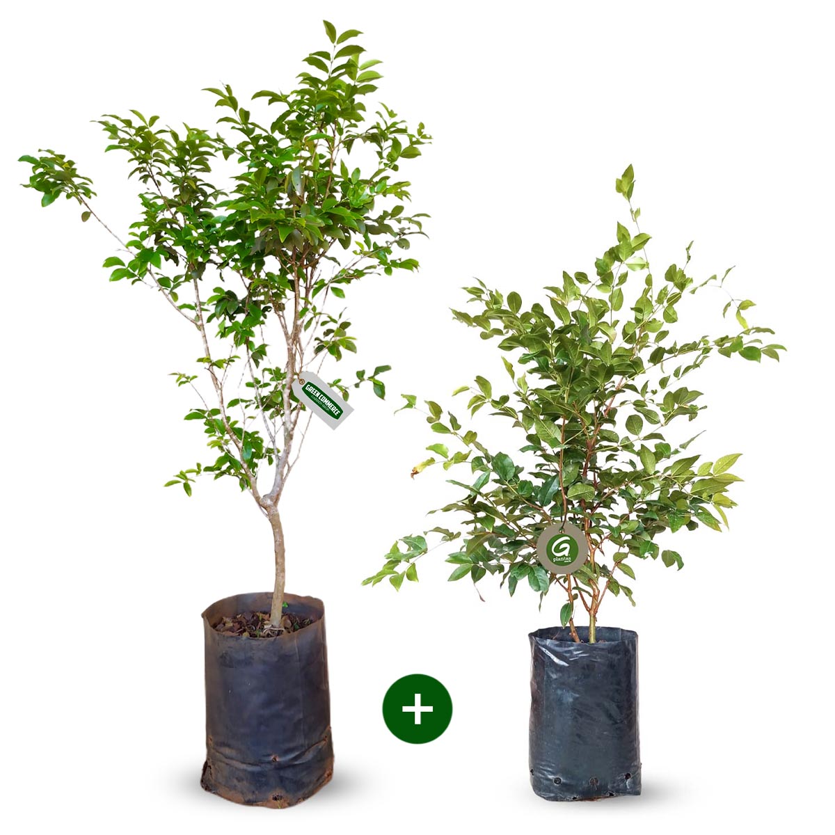 Jabuticaba na Cozinha: Receitas Incríveis e Fáceis de Fazer - inspiração 3