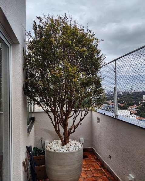 Saúde no Prato: Os Benefícios da Jabuticaba Sabará para Você - inspiração 2