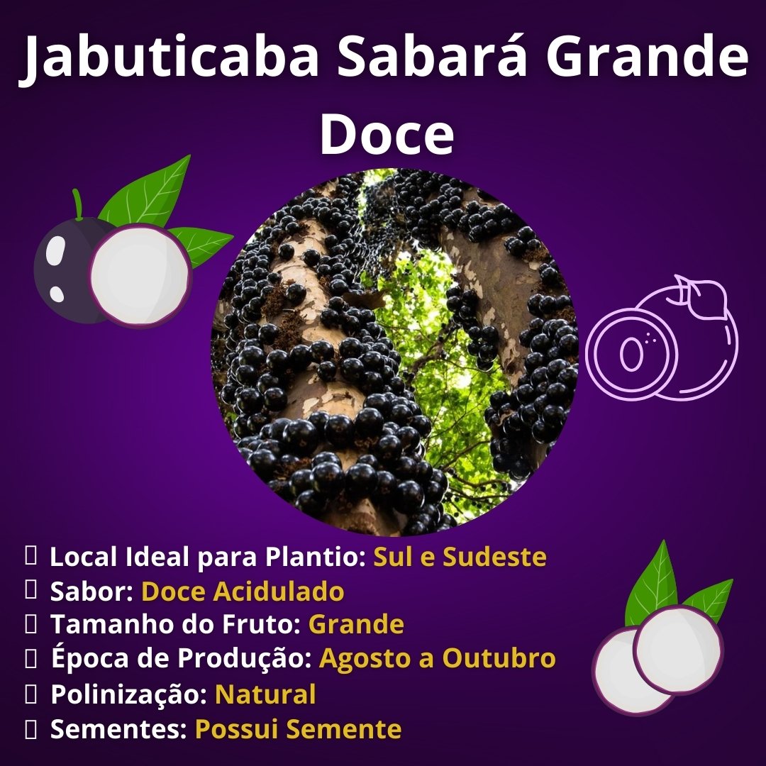 Saúde no Prato: Os Benefícios da Jabuticaba Sabará para Você - inspiração 3