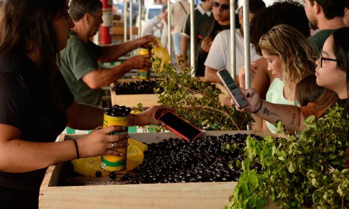 Cultivo em Casa: Dicas para Ter sua Própria Jabuticabeira Sabará - inspiração 1