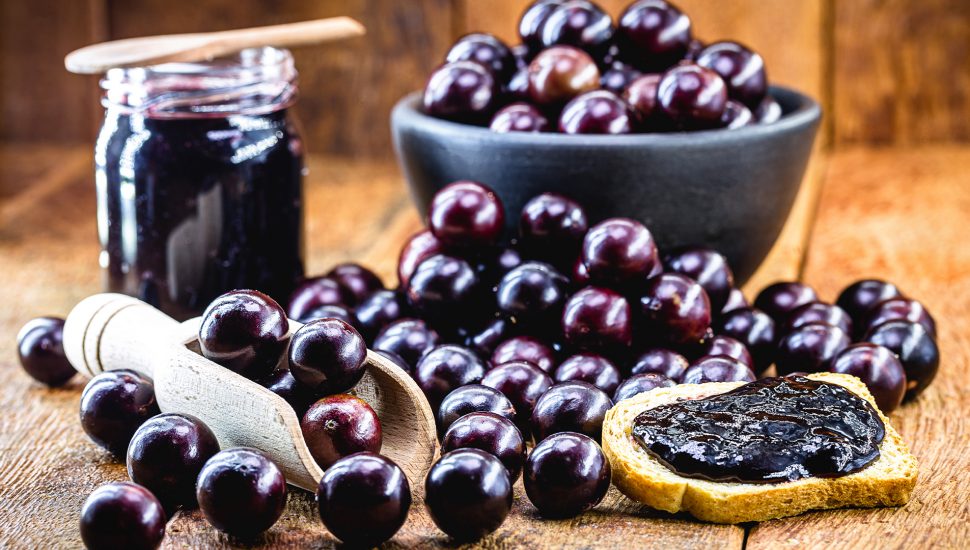 Cultivo em Casa: Dicas para Ter sua Própria Jabuticabeira Sabará - inspiração 2