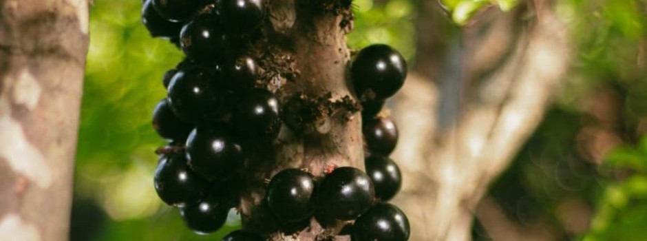 Evitando Pragas: Como Proteger sua Jabuticabeira de A a Z - inspiração 3