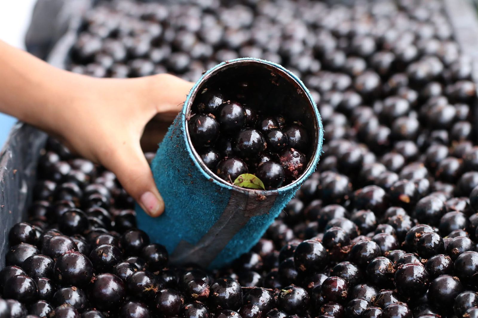 Poda Estratégica: O Segredo para uma Jabuticabeira Sempre Produtiva - inspiração 1