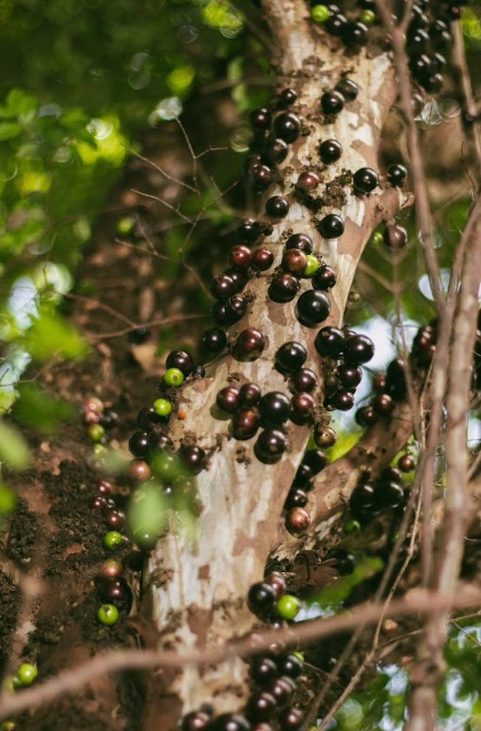 Poda Estratégica: O Segredo para uma Jabuticabeira Sempre Produtiva - inspiração 2