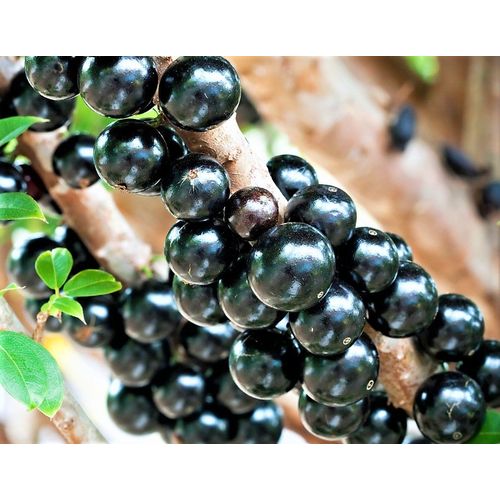 Poda Estratégica: O Segredo para uma Jabuticabeira Sempre Produtiva - inspiração 3