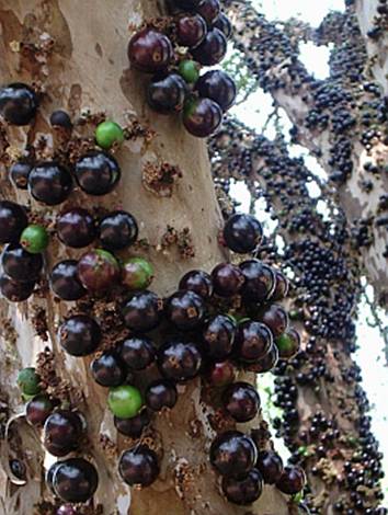 Além da Fruta: Usando as Flores e Cascas da Jabuticaba - inspiração 2