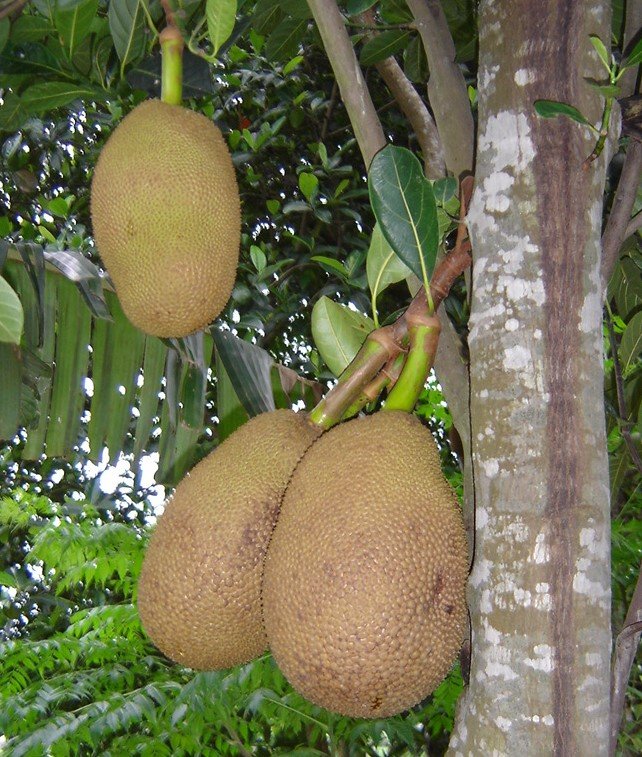 Saúde do Coração: Potássio e Fibra a Seu Favor - inspiração 2