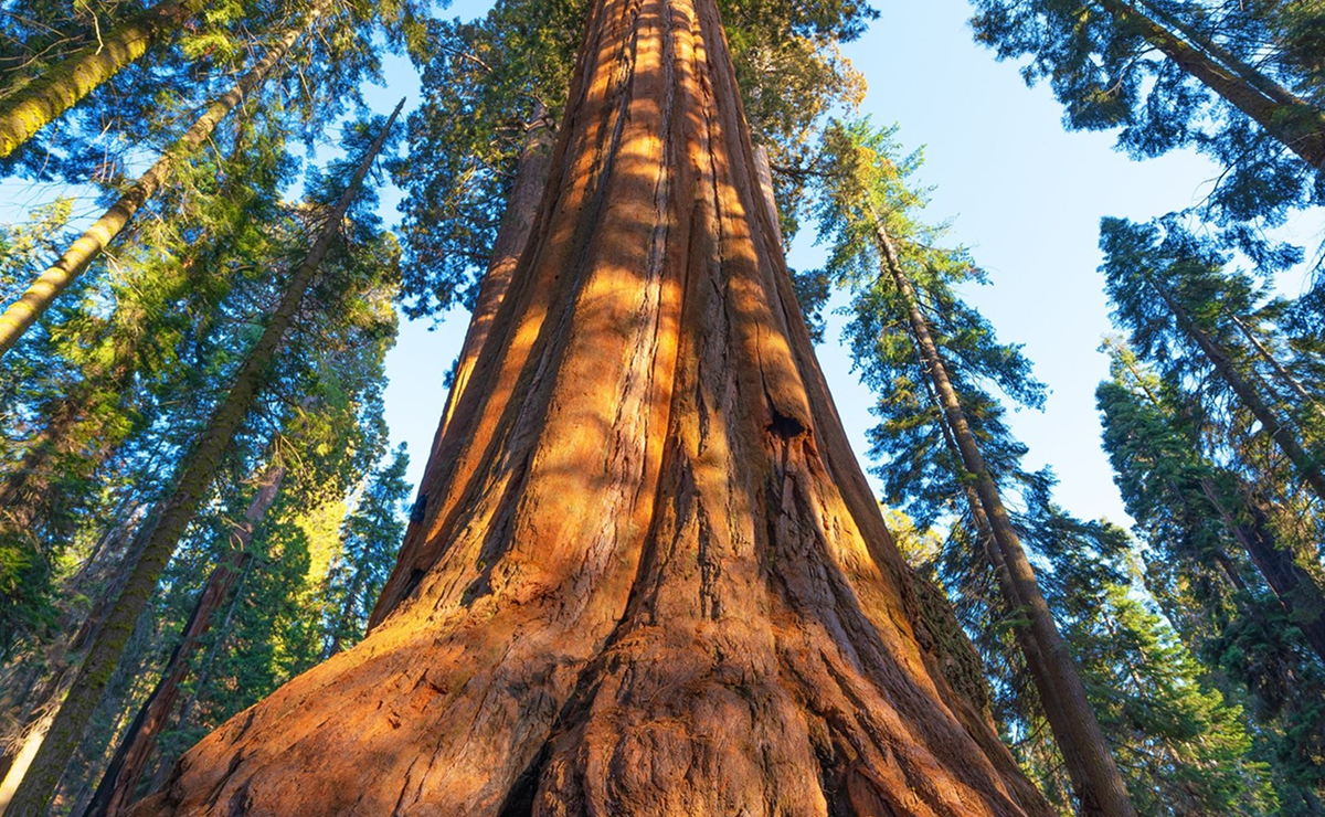 As Árvores Mais Impressionantes do Brasil: Conheça o Angelim-Vermelho