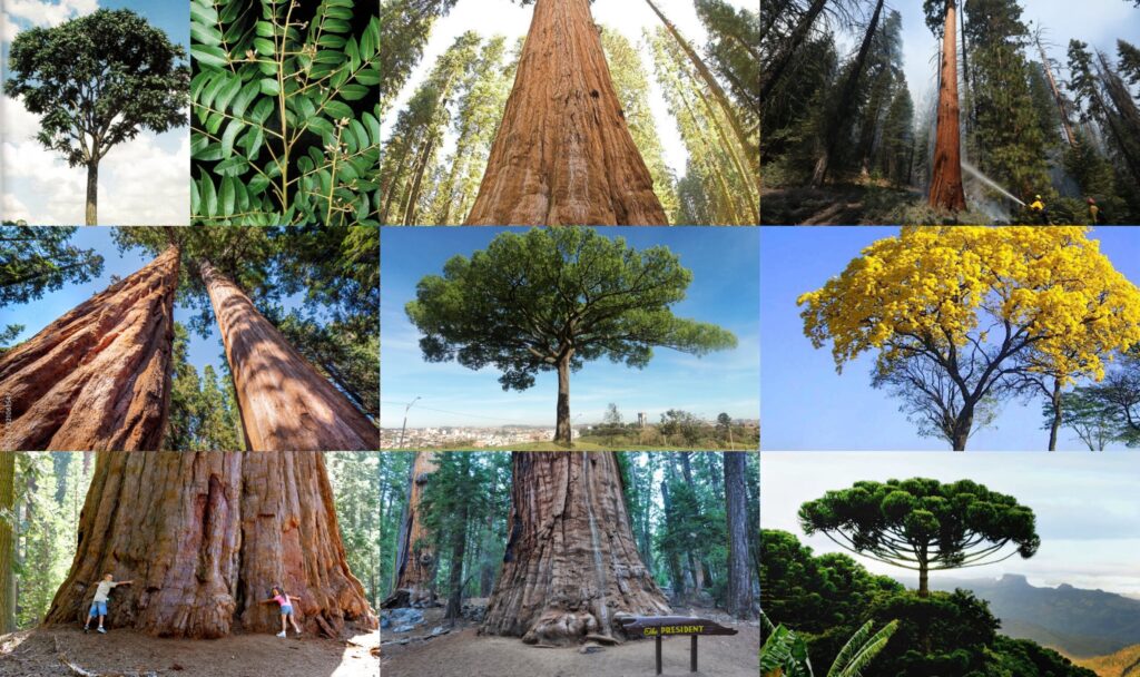 Curiosidades sobre o Cipreste-de-Montezuma: A Espécie da Árvore de Tule