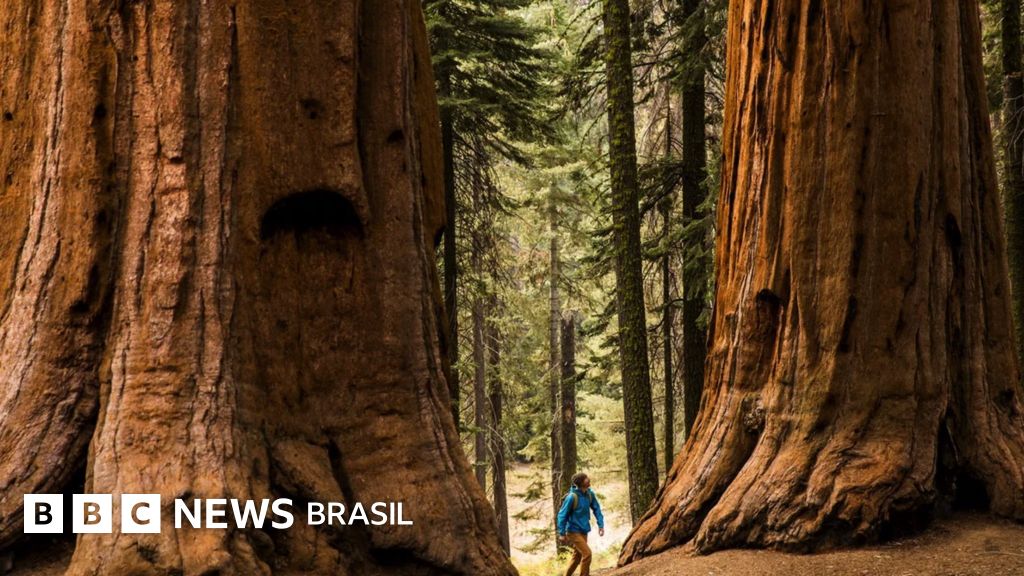 a arvore mais grossa do mundo